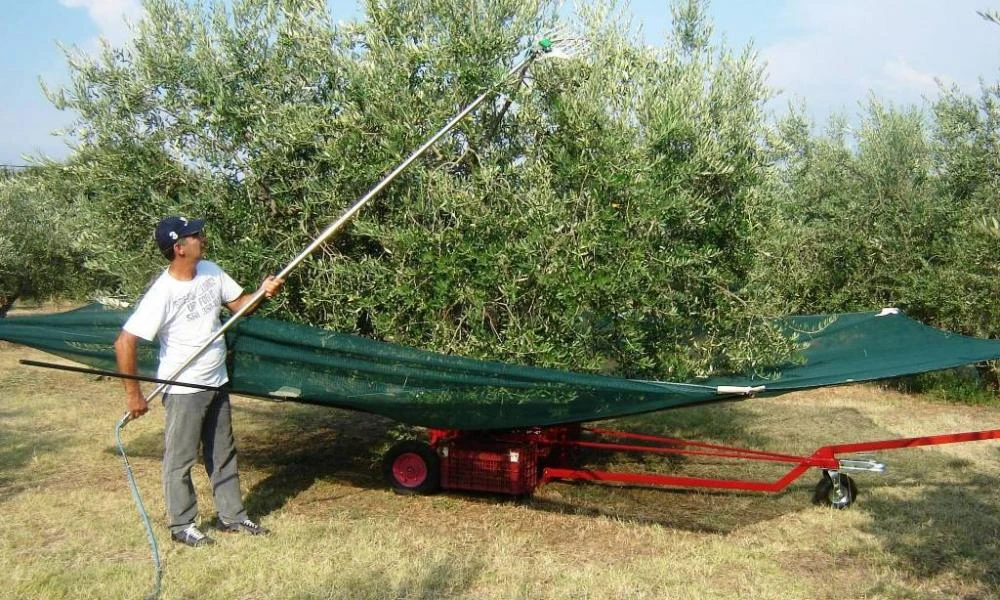 Επιστρέφουν στο χωριό για να μαζέψουν ελιές - Πατέντες για μάζεμα της ελιάς κάνουν θραύση στο διαδίκτυο